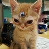 curious_fashin